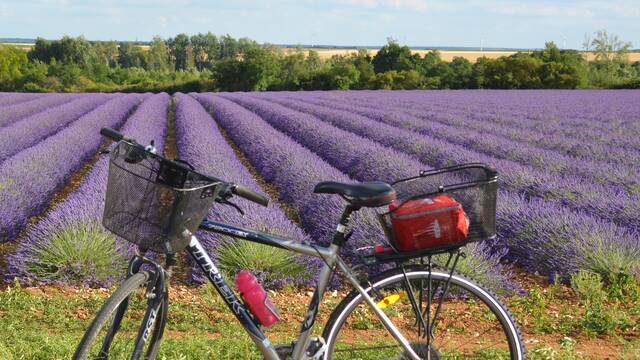 Bike rental